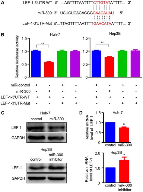 MiR300 Regulates Tumor Proliferation And Metastasis By Targeting