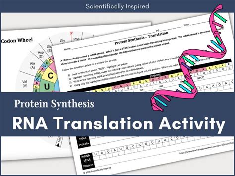 Protein Synthesis Rna Translation Activity Teaching Resources