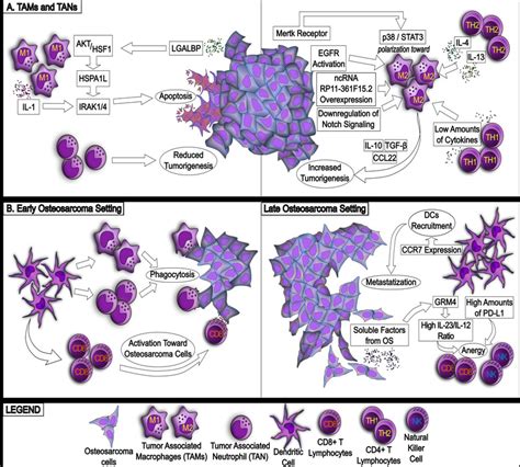 Role Of Cells Of Innate Immunity Present In Osteosarcoma Tumor