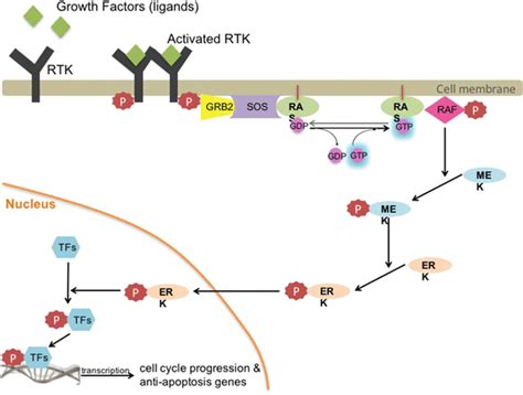 A Simplified Schematic Representation Of The Ras Activated Raf MEK ERK