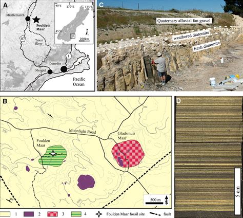 A Diverse Fossil Terrestrial Arthropod Fauna From New Zealand Evidence