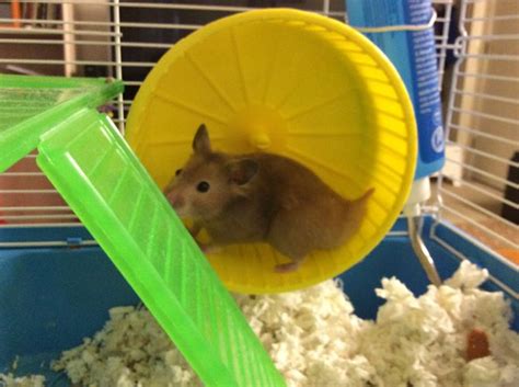 How To Exercise A Hamster 9 Steps With Pictures Wikihow