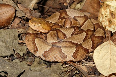 Here's What You Need to Know About Copperhead Season in Alabama