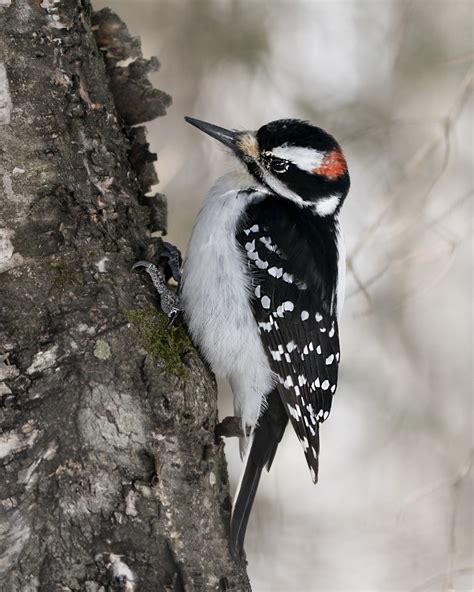 Backyard Birds of Georgia: 20 Most Common Species with Photos