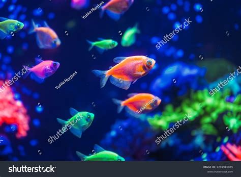 189 Glofish Tetra Colors Images, Stock Photos, 3D objects, & Vectors ...