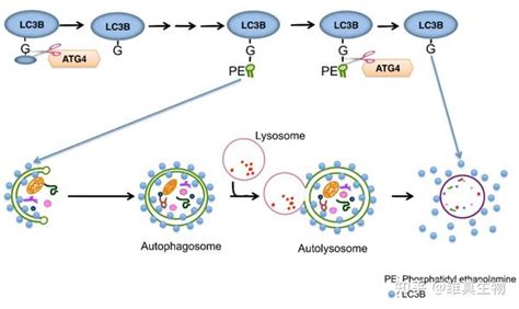 细胞自噬的检测方法（一） 知乎