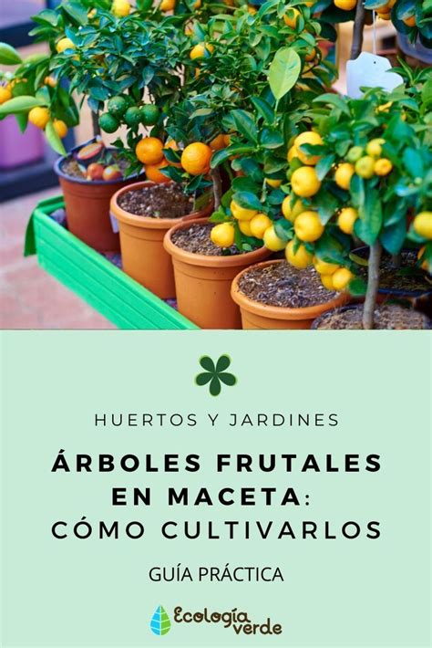 Details Curso De Rboles Frutales En Maceta Pdf Abzlocal Mx