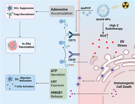 Combining High Z Sensitized Radiotherapy With Cd Blockade To Boost