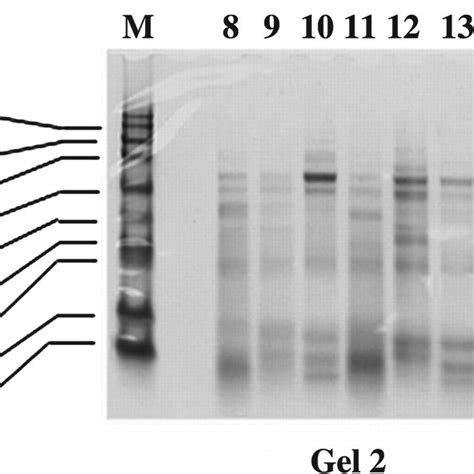 Coomassie Brilliant Blue Stained Sds Gels Showing Protein Profiles Of Download Scientific