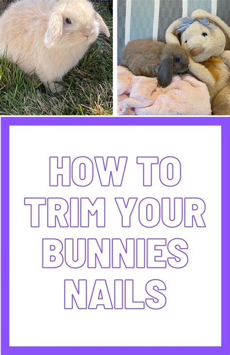 How To Clip A Rabbits Nails In 2021 Bunny Nails Bunny Food Animals