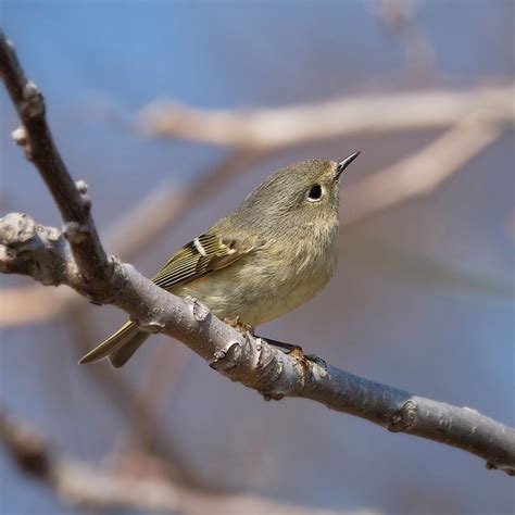 Ruby Crowned Kinglet Bird Free Photo On Pixabay Pixabay