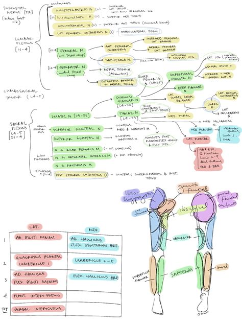 Nerves Of Lower Limb Flow Chart