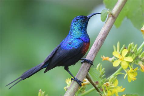 Red Chested Sunbird Holmen Birding Safaris