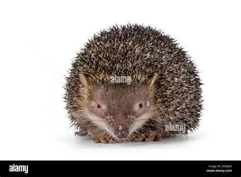 rare hedgehog fotos und bildmaterial  hoher auflosung alamy