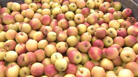 Quarantine lifted on 4 Annapolis Valley apple orchards | CBC News