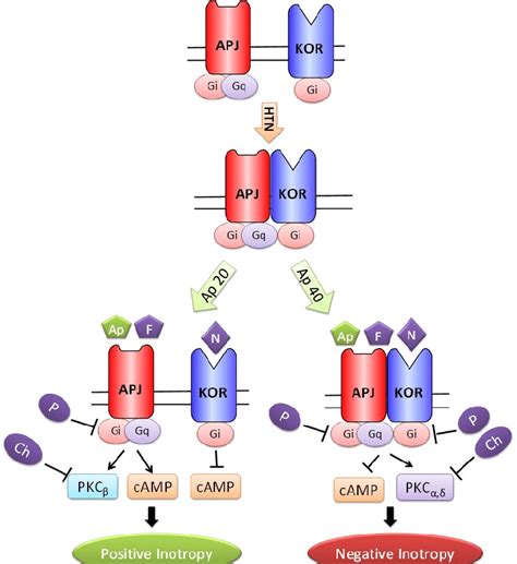 Schematic presentation of possible mechanisms of positive and negative ...