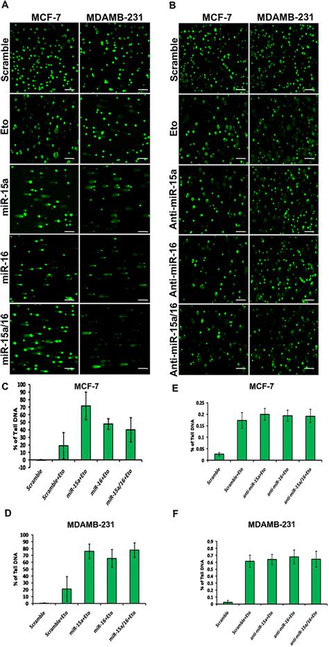 Ectopic Expression Of Mir A Intensifies Dna Damage And Repair