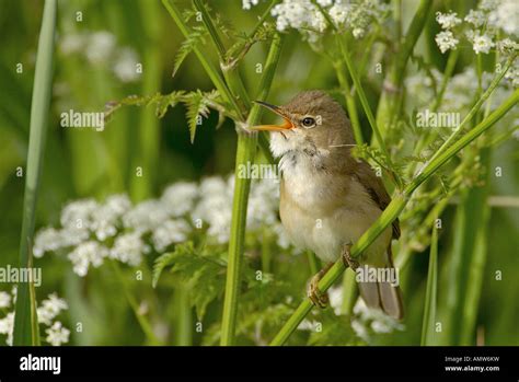 Warblers Bird Songbirds Aves Hi Res Stock Photography And Images Alamy