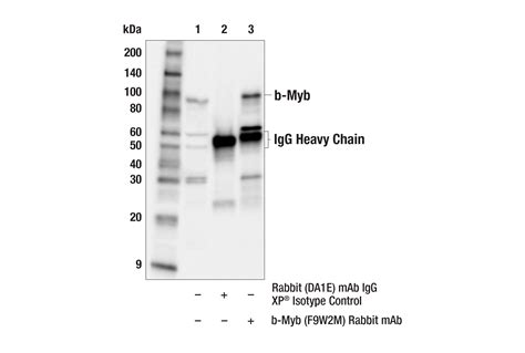 B Myb F9W2M Rabbit MAb Cell Signaling Technology