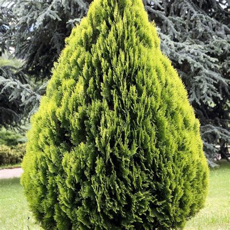 Thuja Orientalis Aurea