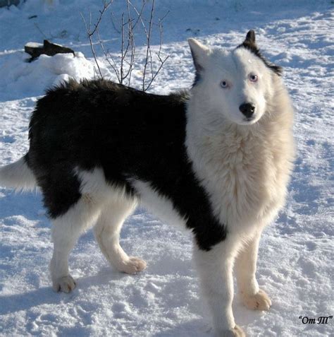 Yakutian Laika | Большие собаки, Собаки, Животные