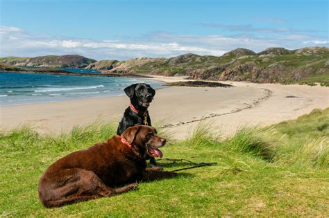 Dog-friendly beaches in Scotland - holidaycottages.co.uk