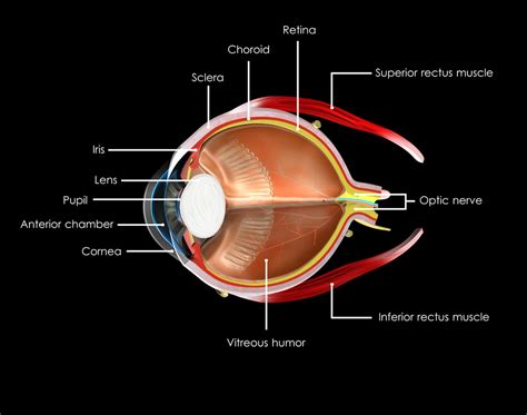 The Brain and the Eye - How They Work Together - Discovery Eye Foundation