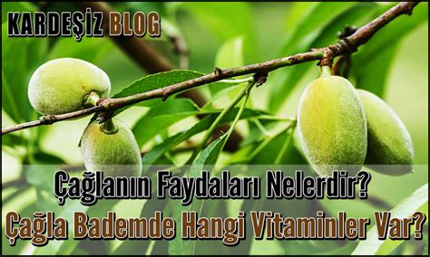 Çağlanın Faydaları Nelerdir Çağla Bademde Hangi Vitaminler Var