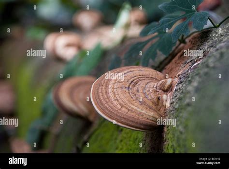 Foto De Polypore Hongos Que Crecen En El Tronco De Rbol Fotograf A De