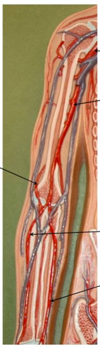 Arteries Of The Upper Limb Diagram Quizlet