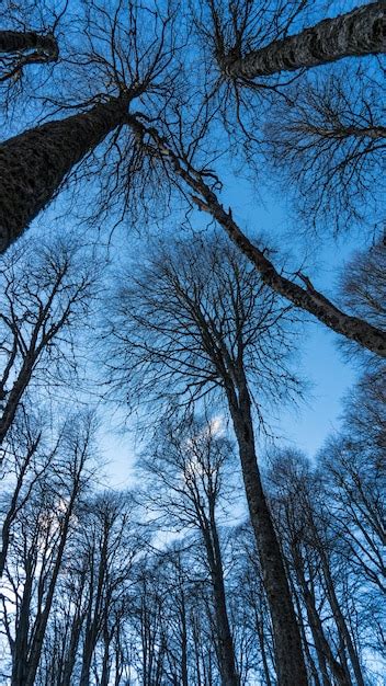 Las copas de los árboles ven desde abajo hacia arriba sochi rusia