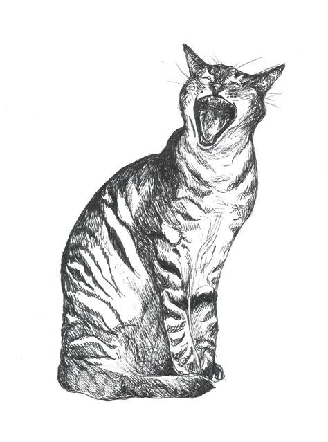 Cat Illustration Original Pen And Ink