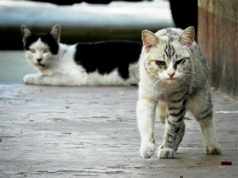 ¿cómo Es La Vida De Los Gatos Callejeros Wakyma
