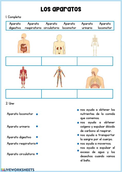 El Cuerpo Humano Liveworksheets