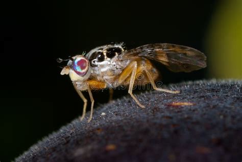 Macro Mouche à Fruit D insectes Image stock Image du insectes beau