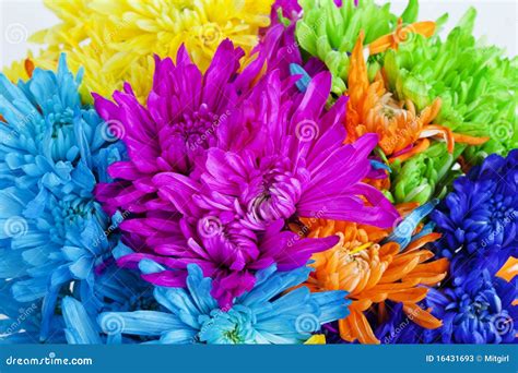 Colorful Daisy Flower Background Stock Photos Image 16431693