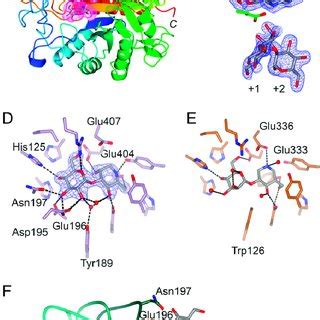 D X Ray Structure Of H Sapiens Manea Endomannosidase And Its