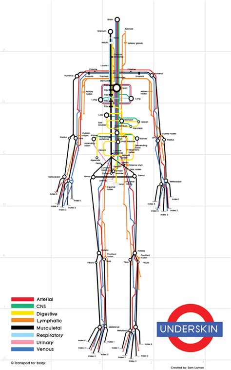 anatomy map  body organ map human body koibana info anatomy organs