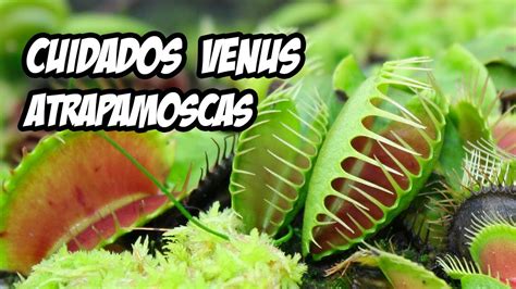 PLANTA CARNÍVORA VENUS ATRAPAMOSCAS Cuidados Básicos La Huerta de