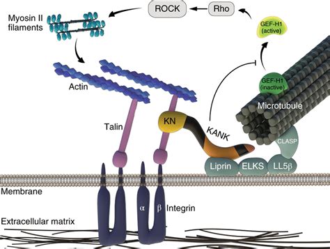 Interplay Between Microtubules Myosin Iia Filaments And Integrin