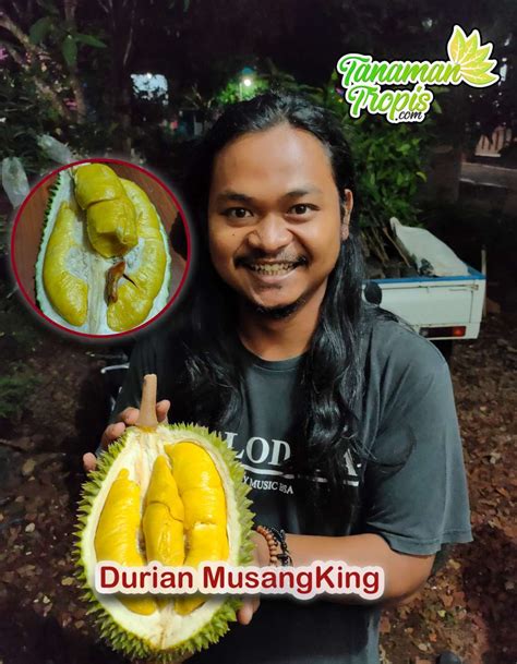 Jual Bibit Tanaman Durian Musang King Rajanya Durian Enak