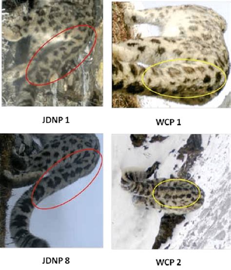 1 Individuals Of Snow Leopards Identified In Wangchuck Centennial Download Scientific Diagram