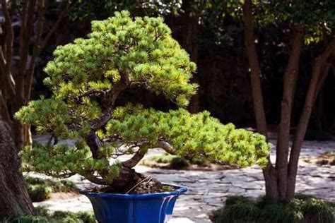 Che Forma Dare A Bonsai Ginseng Mondo Bonsai