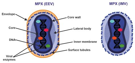 Ijms Free Full Text Monkeypox A New Threat