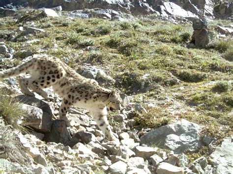 First Pictures: Snow Leopards Rebounding in Afghanistan