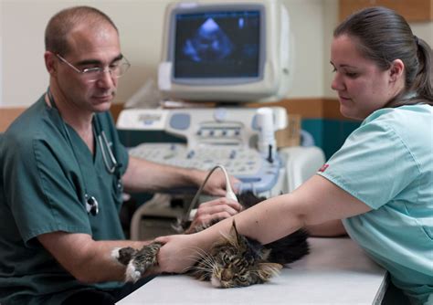 Anemia En Gatos Causas S Ntomas Y Tratamiento