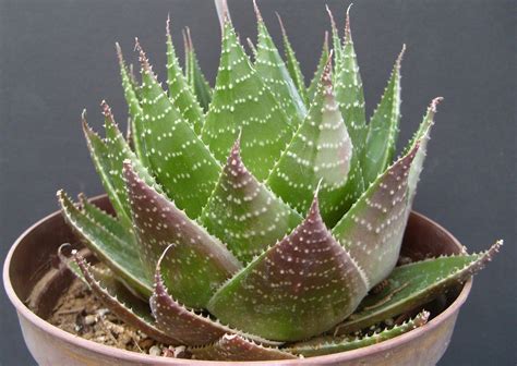 Aloe Cosmo Green Pearl Foudecactus