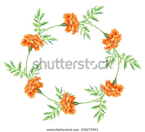 Hand Drawn Round Frame Watercolor Marigold Stock Illustration 348273941