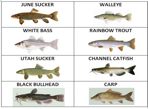 Fish Adaptations | Utah Lake Official Website