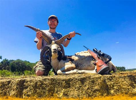 Four Horned Jacob Sheep Hunting Species Texas Ox Ranch